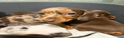 Miniature Dachshund dogs for sale: Beautiful Fully health check mini Dachshund pups - Advert 19