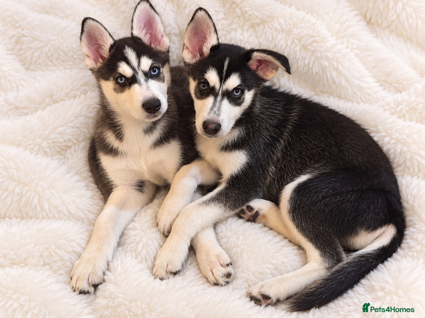 Siberian Husky dogs Stunning puppies ready to leave  - Advert 1