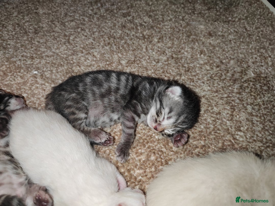 Bengal cats for sale: Bengal kittens - Image 6