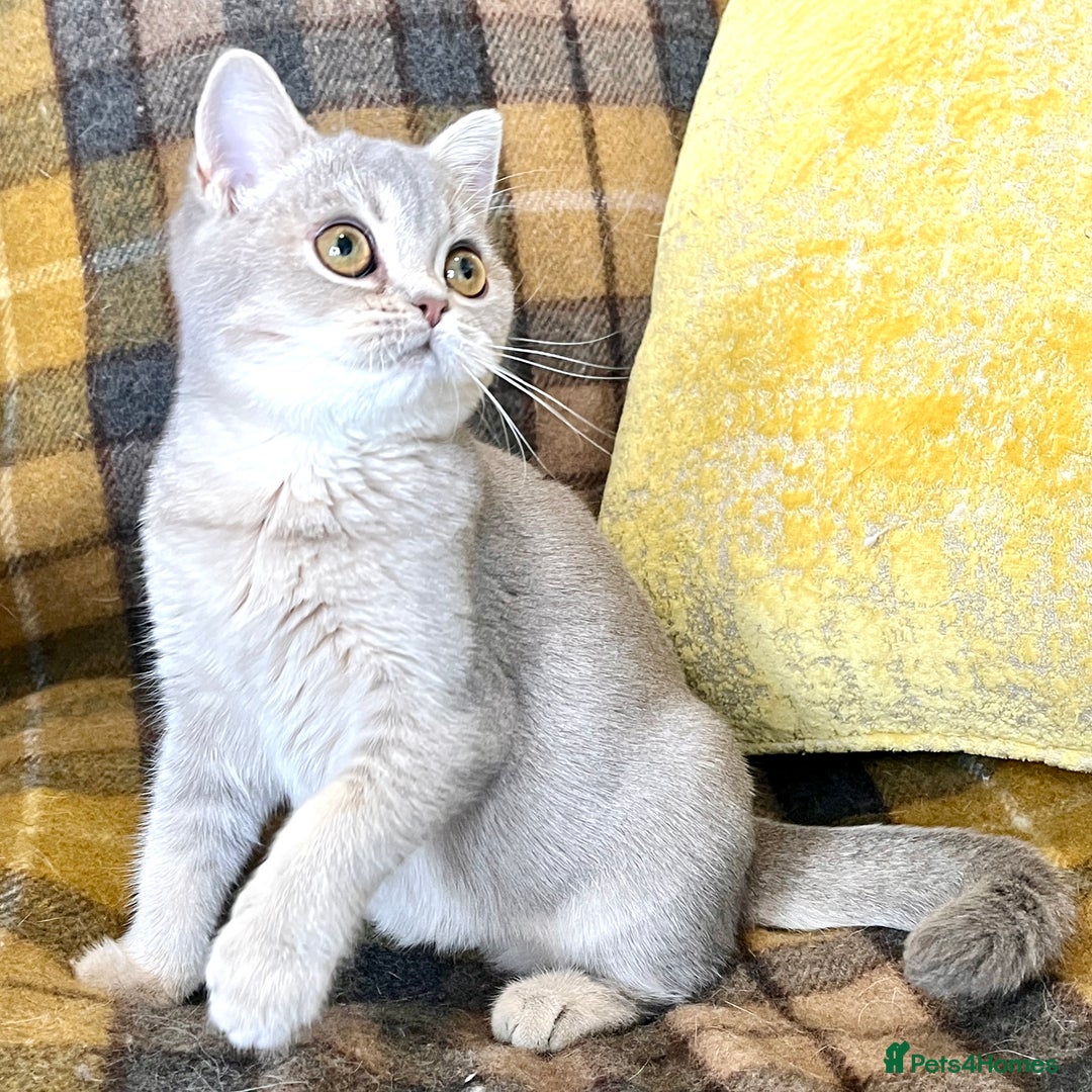 British Shorthair cats for sale: Blue Golden British Shorthair Female - Advert 5