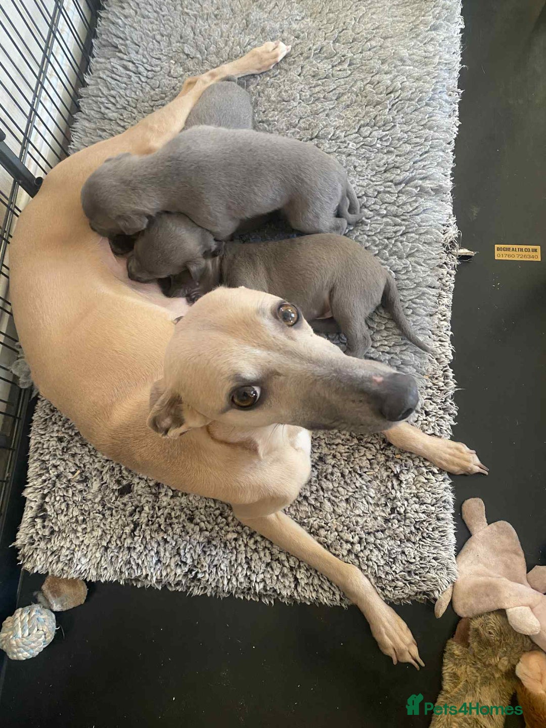 Whippet dogs for sale: 4 beautiful whippet puppies - Advert 18