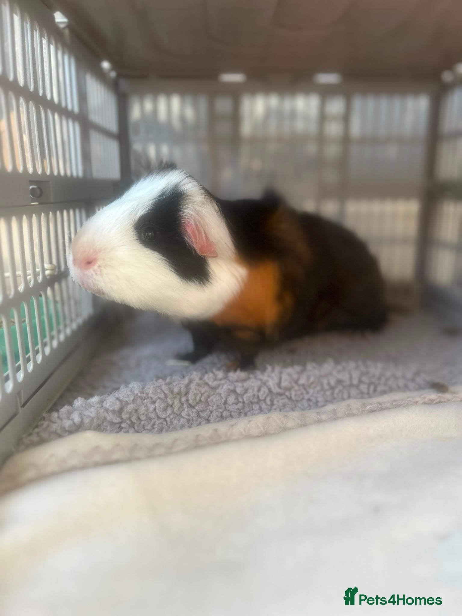 Guinea Pig rodents 2 Male Guinea Pigs - Advert 2