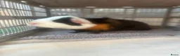 Guinea Pig rodents for sale: 2 Male Guinea Pigs - Advert 1