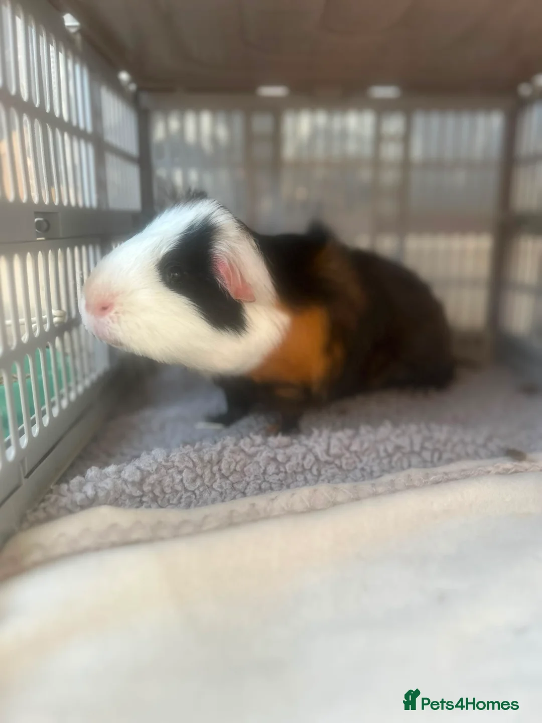 Guinea Pig rodents for sale: 2 Male Guinea Pigs - Advert 1