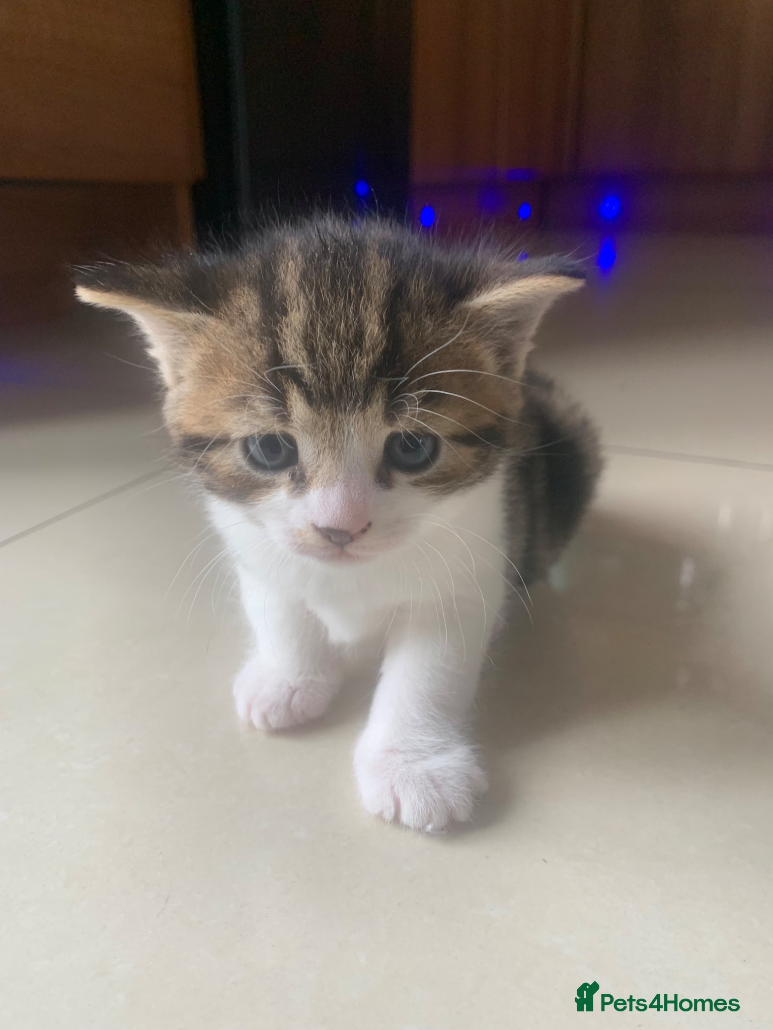 Mixed Breed cats for sale: Shorthair Tabby’s mixed breed in Solihull - Advert 8