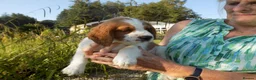 Welsh Springer Spaniel dogs for sale: One little boy still available. - Advert 3