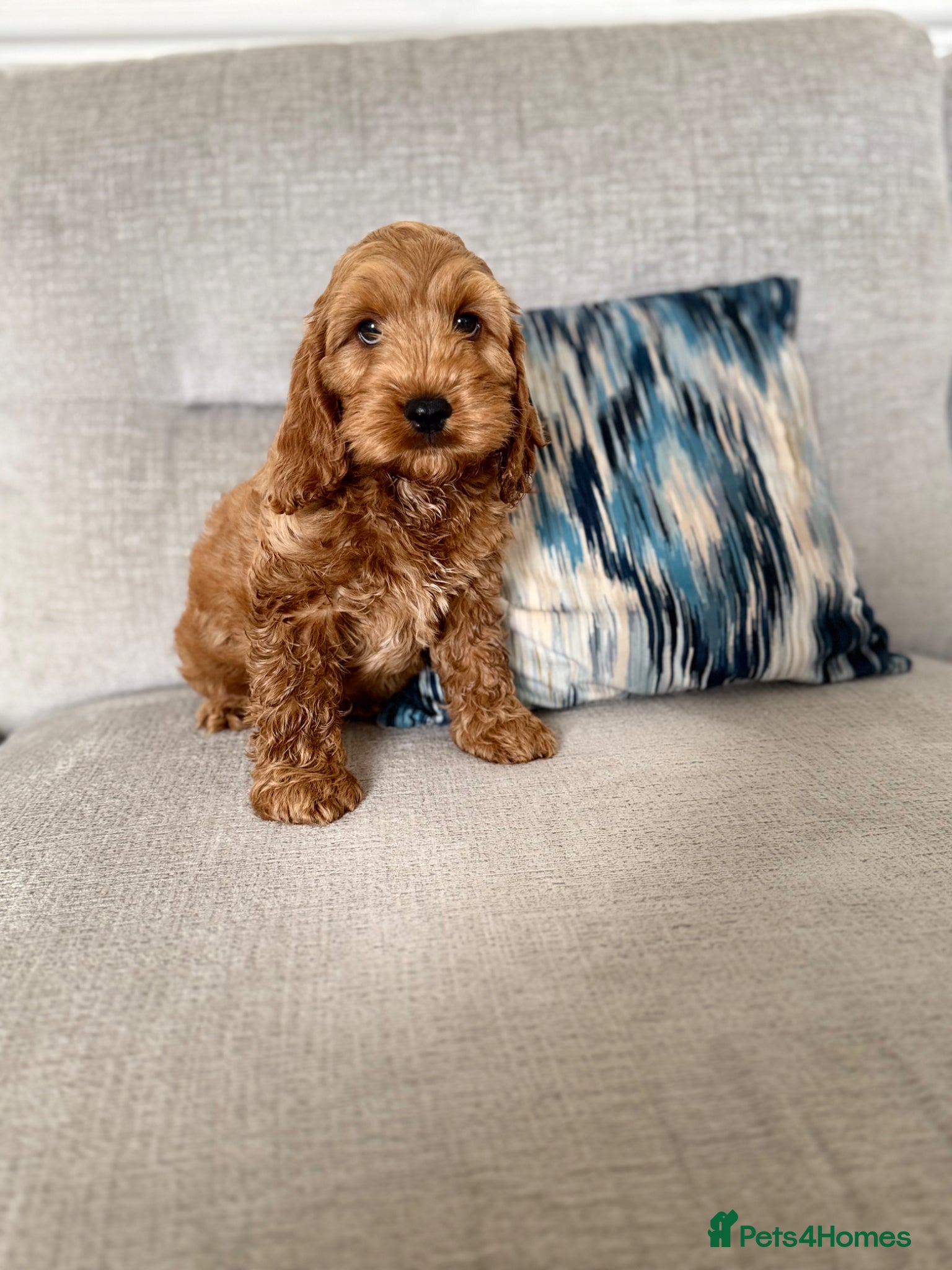 Cockapoo dogs F1 cockapoo puppies READY NOW - Advert 6