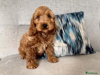 Cockapoo dogs F1 cockapoo puppies READY NOW - Advert 6