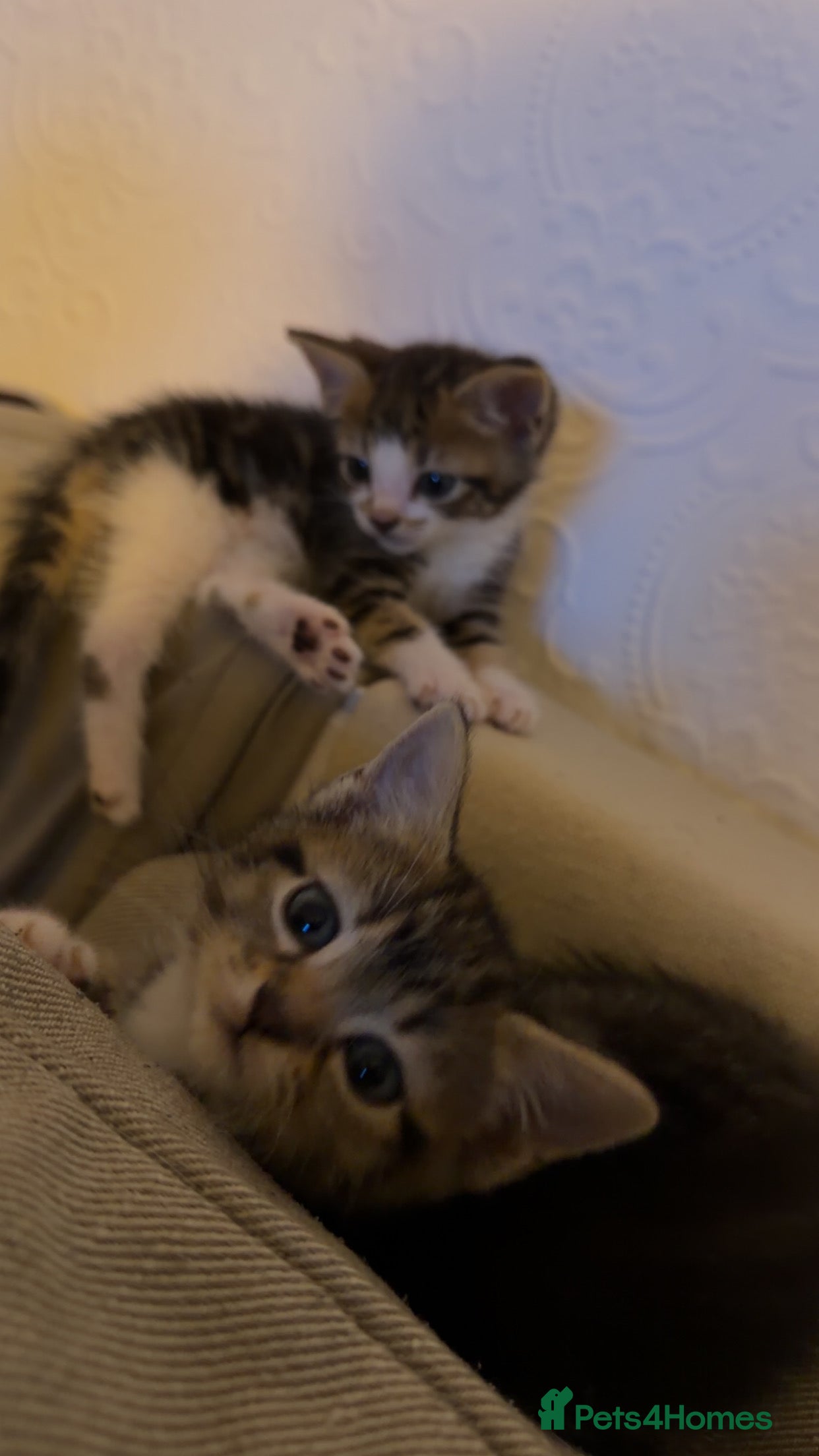 Mixed Breed cats Tabby n mixed breed kitten - Advert 6