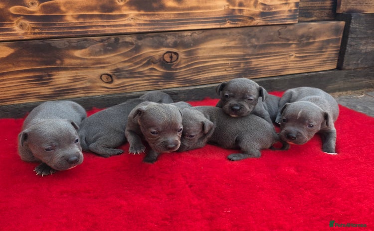 Staffordshire Bull Terrier dogs - Advert 6