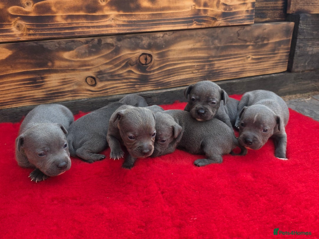 Newborn Staff Bull Terrier Puppies Miniature Bull Staffordshire