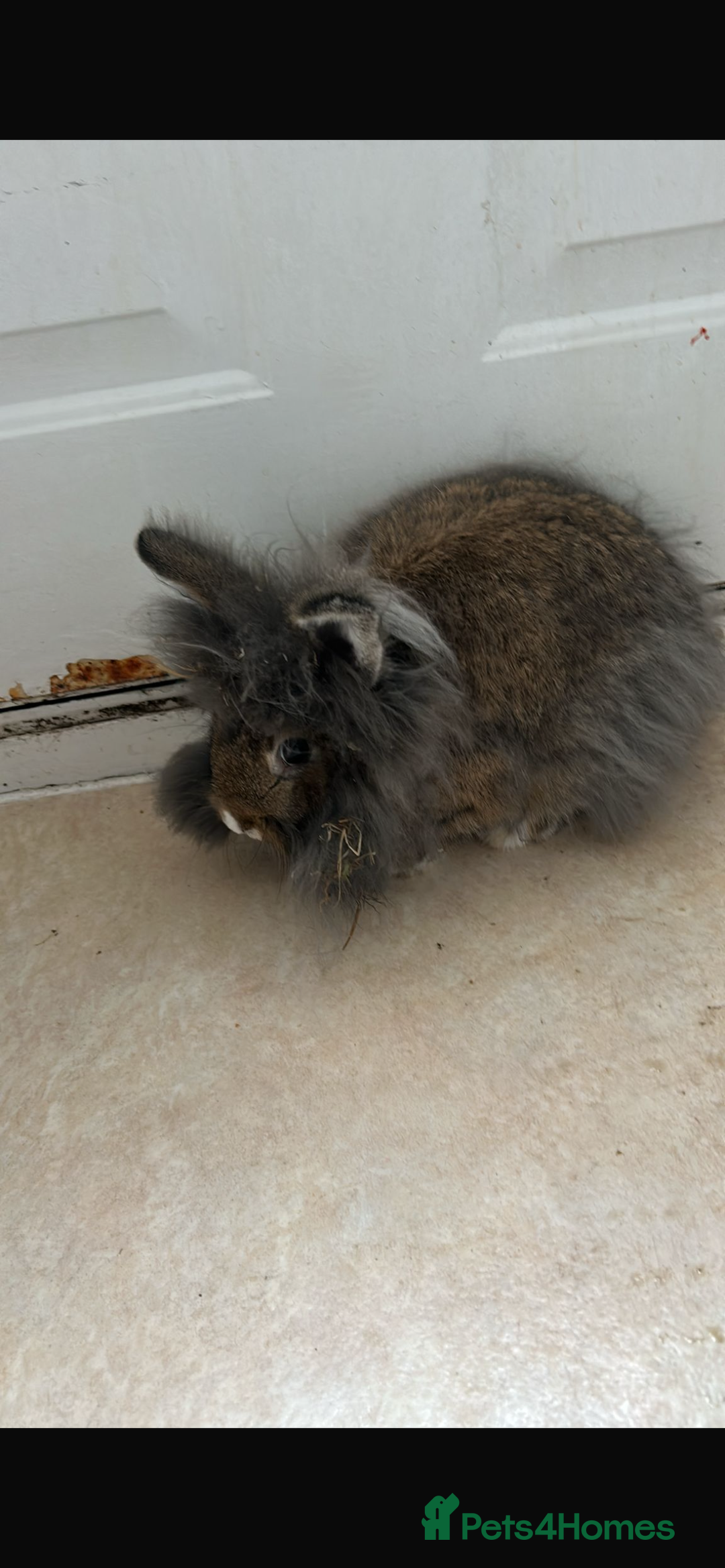 Lionhead rabbits for sale: Lionhead for adoption  - Advert 3