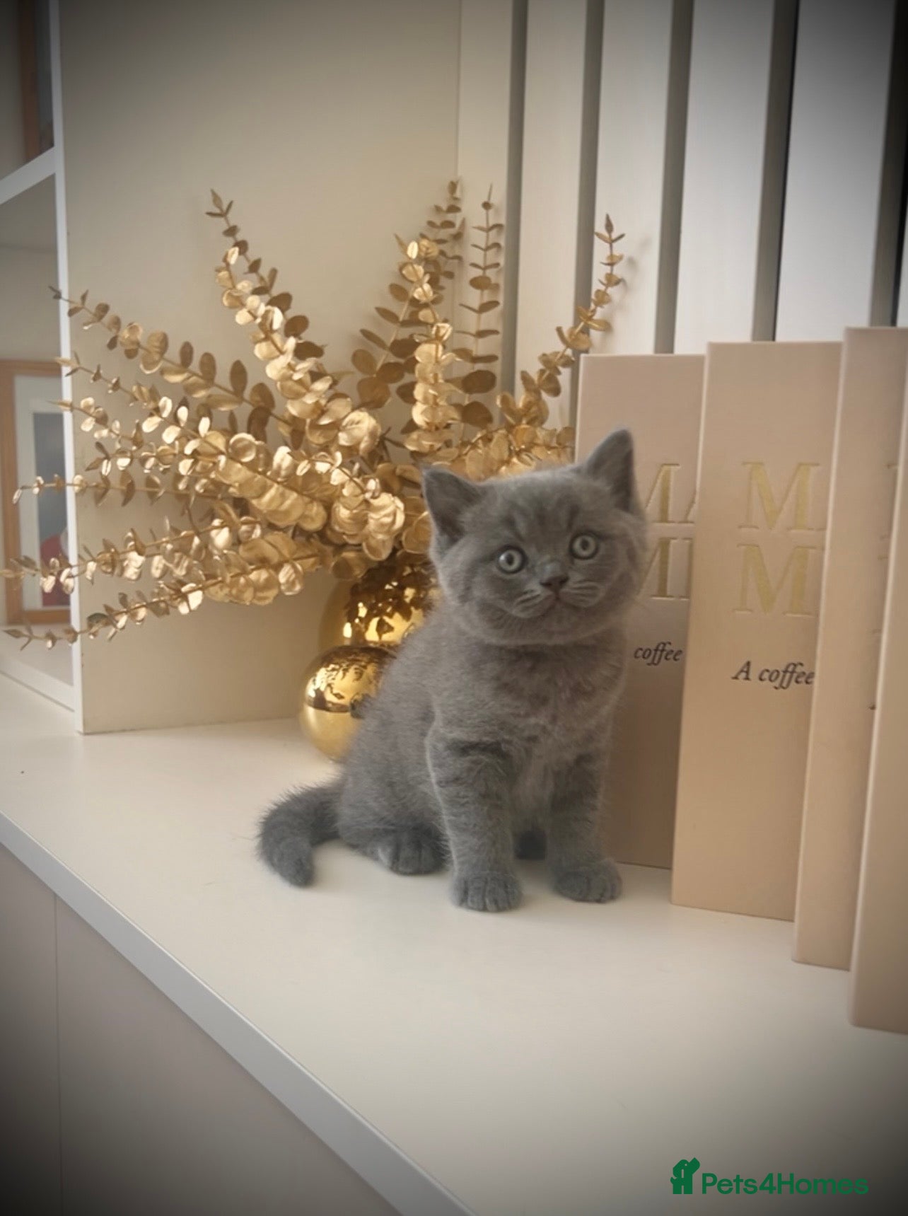 British Shorthair cats British shorthair kitten - Advert 9