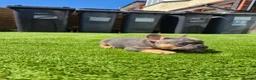 French Bulldog dogs for sale: Top Quality KC Registered French Bulldog 2x Micro  in Bournemouth - Advert 29
