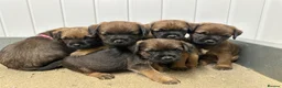 Border Terrier dogs for sale: KC border terrier puppies  - Advert 4