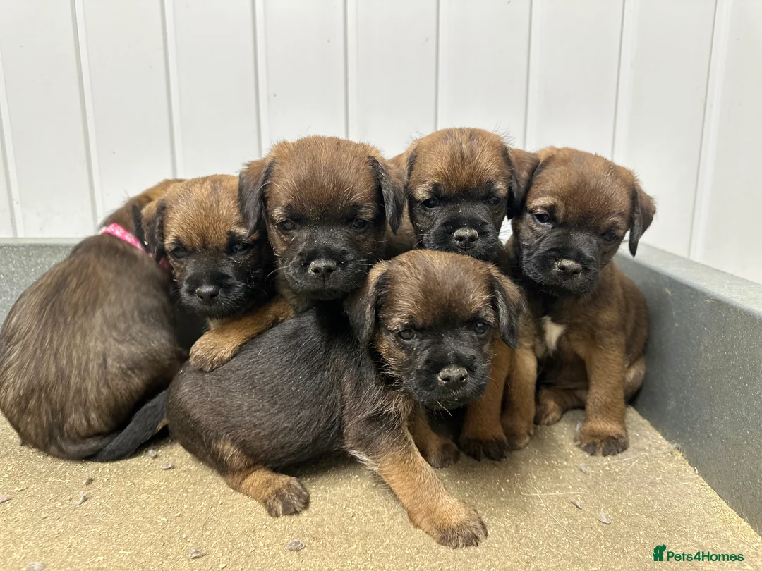 Border Terrier dogs for sale: KC border terrier puppies  - Advert 4