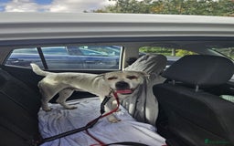 Mixed Breed dogs for adoption: Izzy  - Image 9