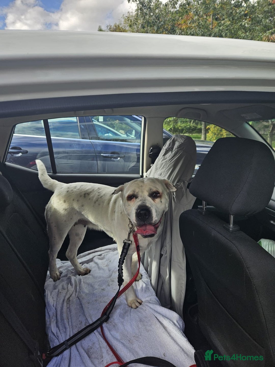 Mixed Breed dogs for adoption: Izzy  - Image 9