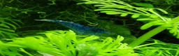 Shrimps fish for sale: 🔥Juvenile RED & BLUE SHRIMP 🦐 + a free plant 🍃 - Advert 22