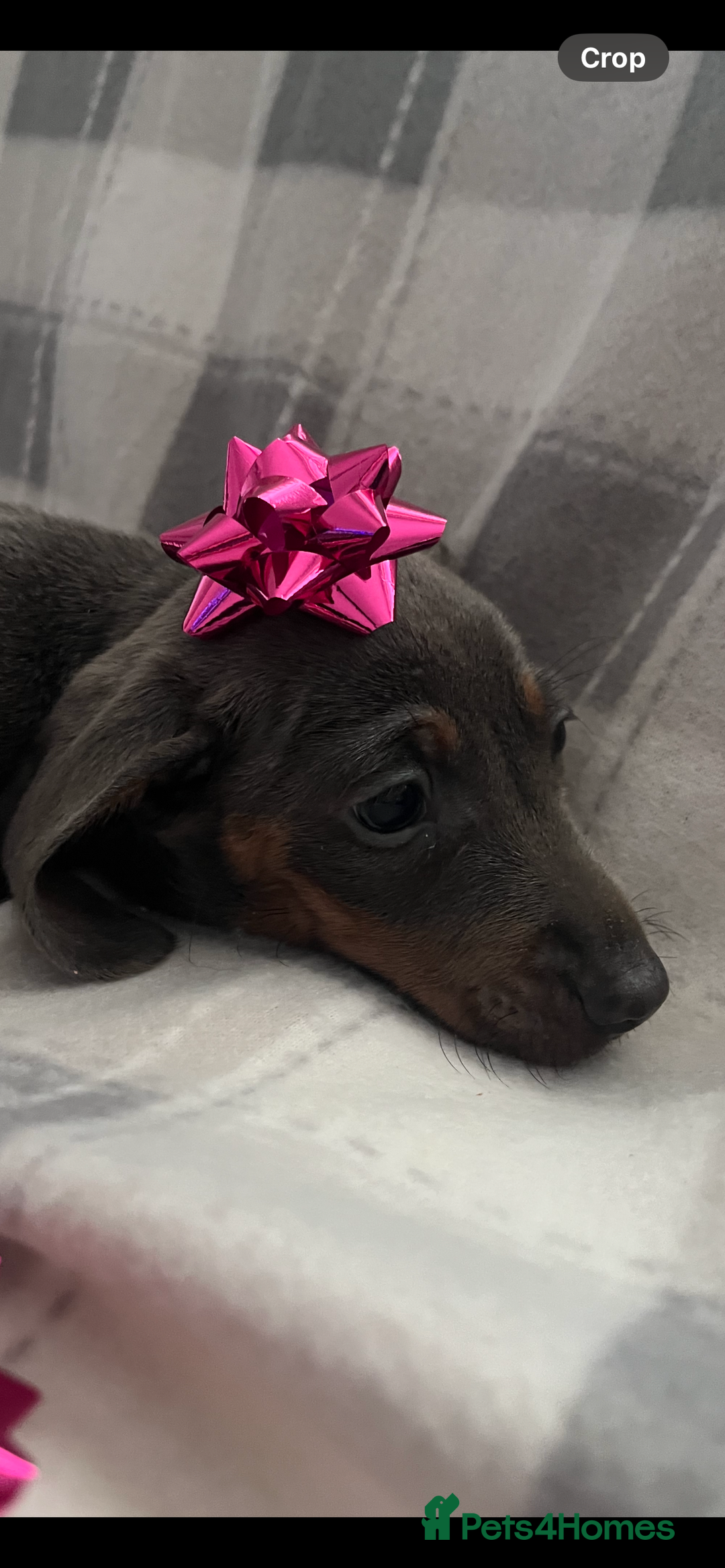 Dachshund dogs for sale: Beautiful rainbow 🌈🌈 litter 💙🩷 - Image 3