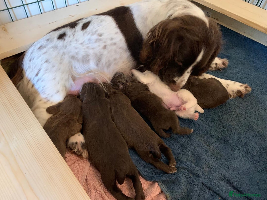 Sprocker dogs for sale: ** F1B SPROCKERS ** - Advert 14
