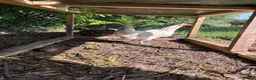 Chickens poultry for sale: One Light sussex & one black rock hens for sale  in Dover - Advert 2