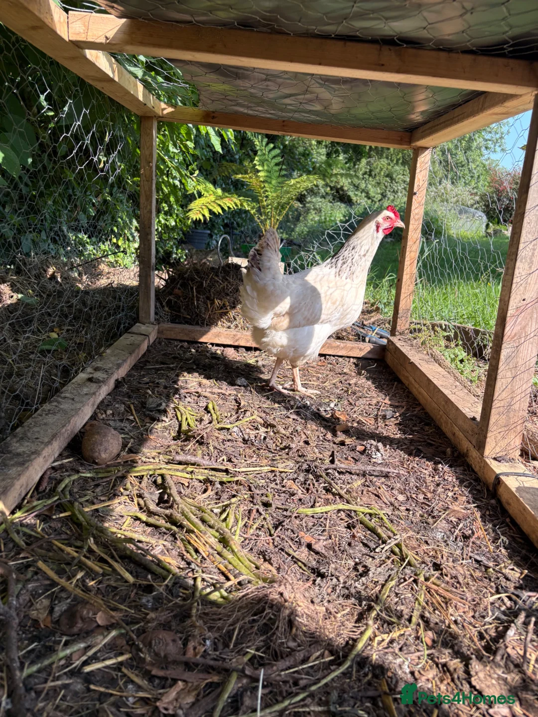Chickens poultry for sale: One Light sussex & one black rock hens for sale  in Dover - Advert 2