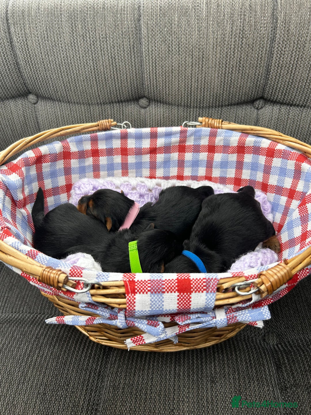 Yorkshire Terrier dogs for sale:    KC registered pedigree YorkshireTerrier Puppies - Image 1