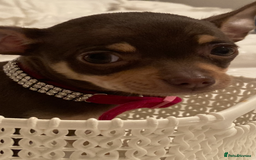 Chihuahua dogs for sale: ❤️ STUNNING KC QUALITY GIRL PUPPY ❤️  in Grimsby - Image 5