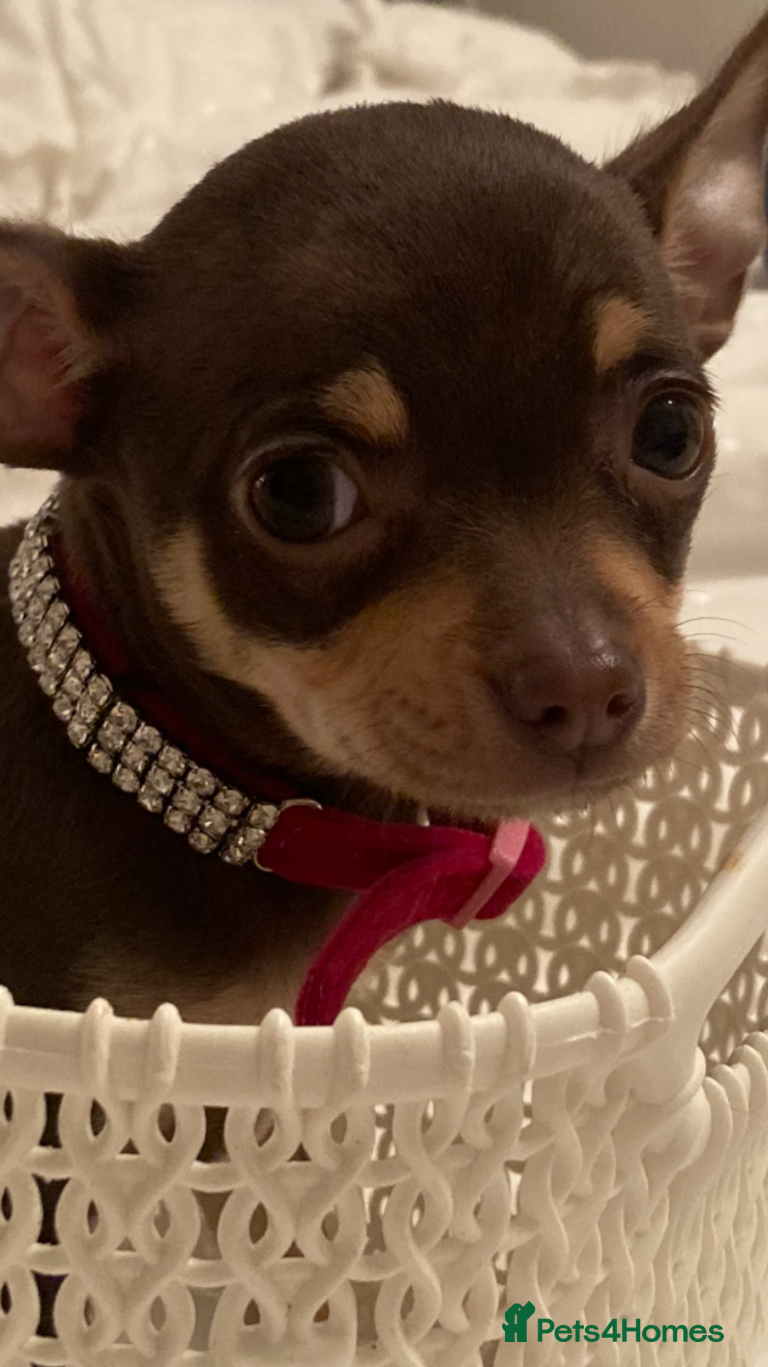 Chihuahua dogs for sale: ❤️ STUNNING KC QUALITY GIRL PUPPY ❤️  in Grimsby - Image 5