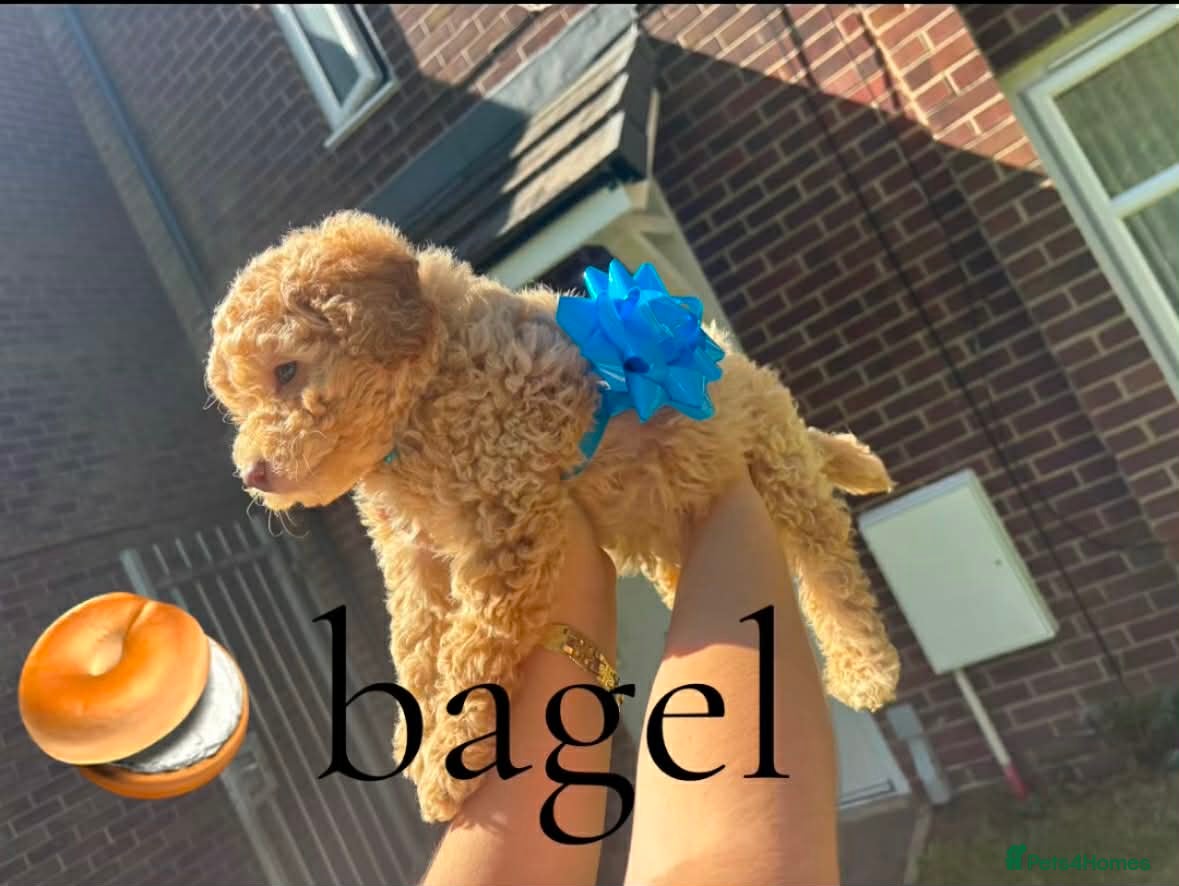 Goldendoodle dogs for sale: Goldendoodle puppies 💙🩷 - Advert 1