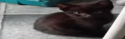 Domestic Shorthair cats for sale: Five beautiful kittens looking for forever home - Advert 3