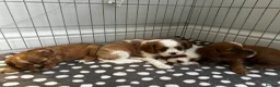 Cavalier King Charles Spaniel dogs for sale: cavalier King Charles spaniels - Advert 8