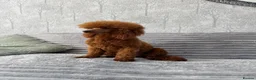 Toy Poodle dogs for stud: Dark Red DNA Health Tested Toy Poodle Stud - Advert 2