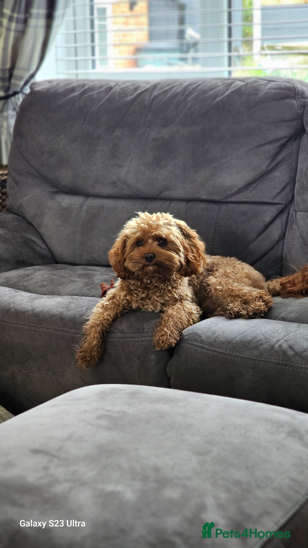 Cavapoo dogs for stud:  Toy cavapoo (proven stud) - Image 5