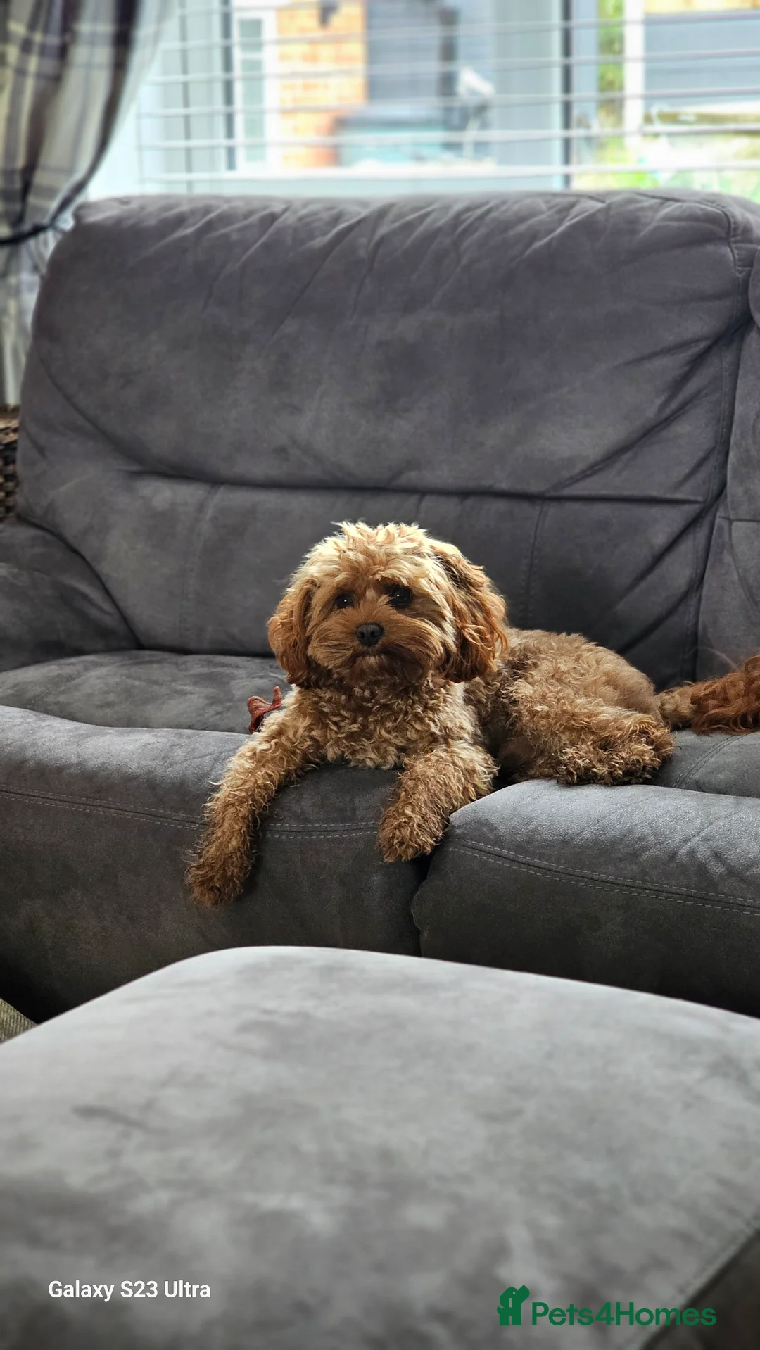 Cavapoo dogs for stud:  Toy cavapoo (proven stud) - Advert 5