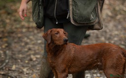 Labrador Retriever dogs for stud: Fully health tested DNA Clear  - Image 9