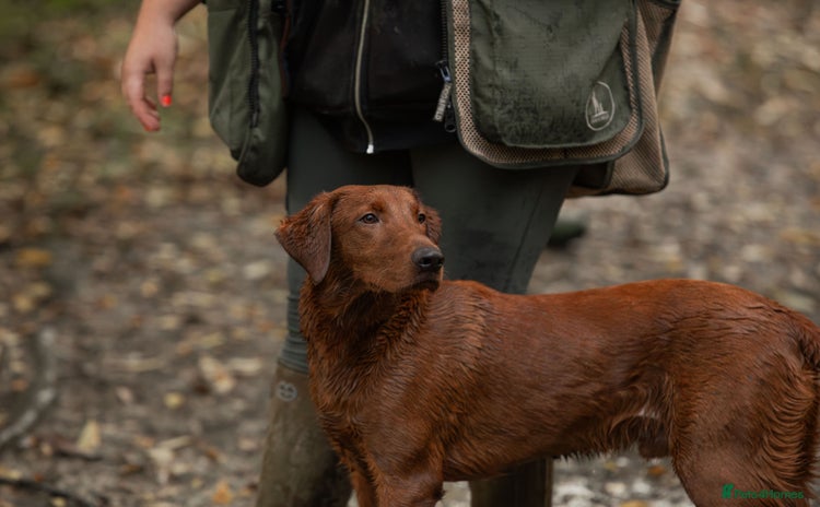Labrador Retriever dogs - Advert 4