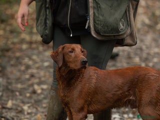 Labrador Retriever dogs - Advert 3