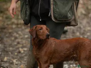 Labrador Retriever dogs Mahogany dark red Fully health tested DNA Clear - Advert 5