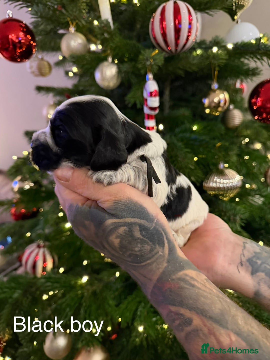 Cocker Spaniel dogs for sale: KC registered show type cocker spaniel  - Advert 15