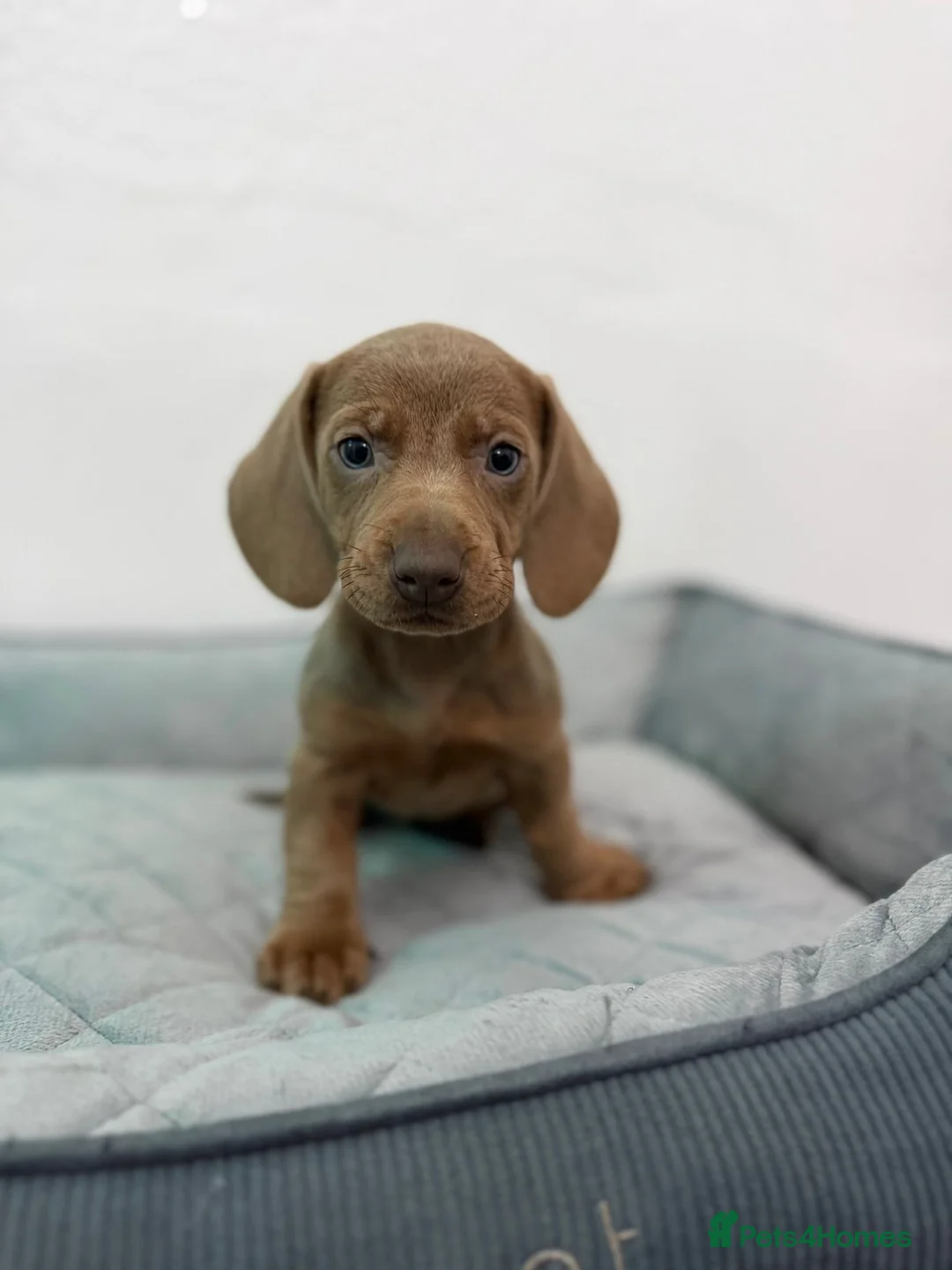 Dachshund dogs for sale: Miniature Dachshund puppies  - Advert 6
