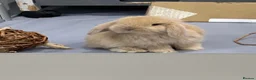 Mini Lop rabbits for sale: 3 pure bred mini lops - Advert 22