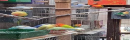 Lovebirds birds for sale: Lovebird fischer's opalines - Advert 13