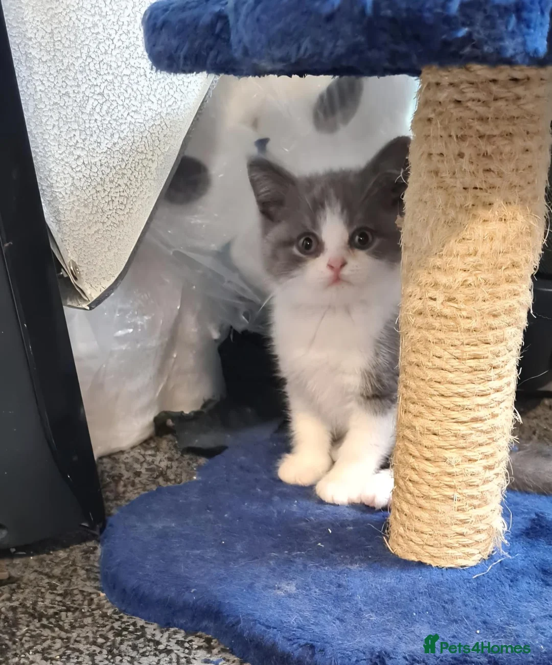 British Shorthair cats for sale: 2 GORGEOUS BRITISH SHORTHAIR KITTENS! - Advert 1