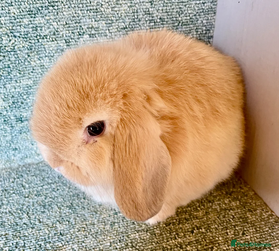 Mini Lop rabbits for sale: Mini lop lovely orange boy - Advert 2
