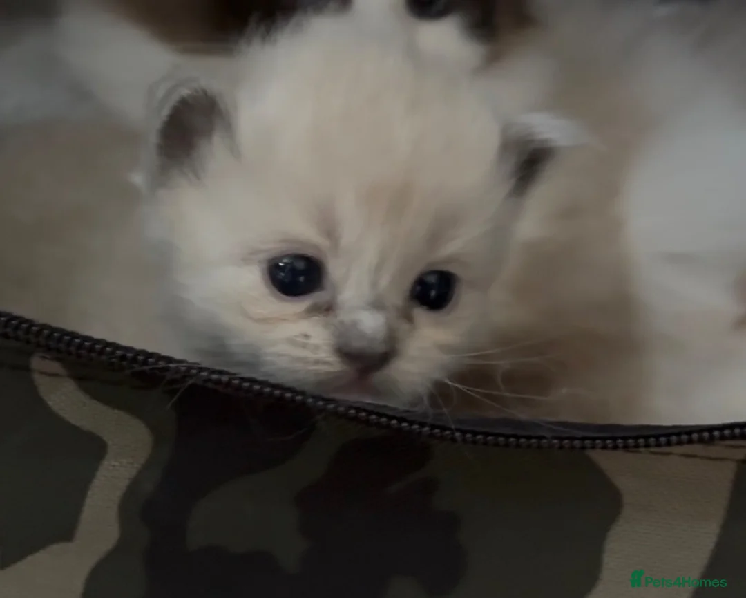 Ragdoll cats for sale: Registered Mink Ragdolls (cherubims) - Advert 2