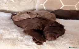 Labradoodle dogs for sale: ** RARE SILVER , CHOC & EBONY F1 LABRADOODLE PUPS  - Image 11