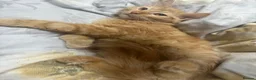 British Longhair cats for sale: British long hair + Turkish arugula  - Advert 15