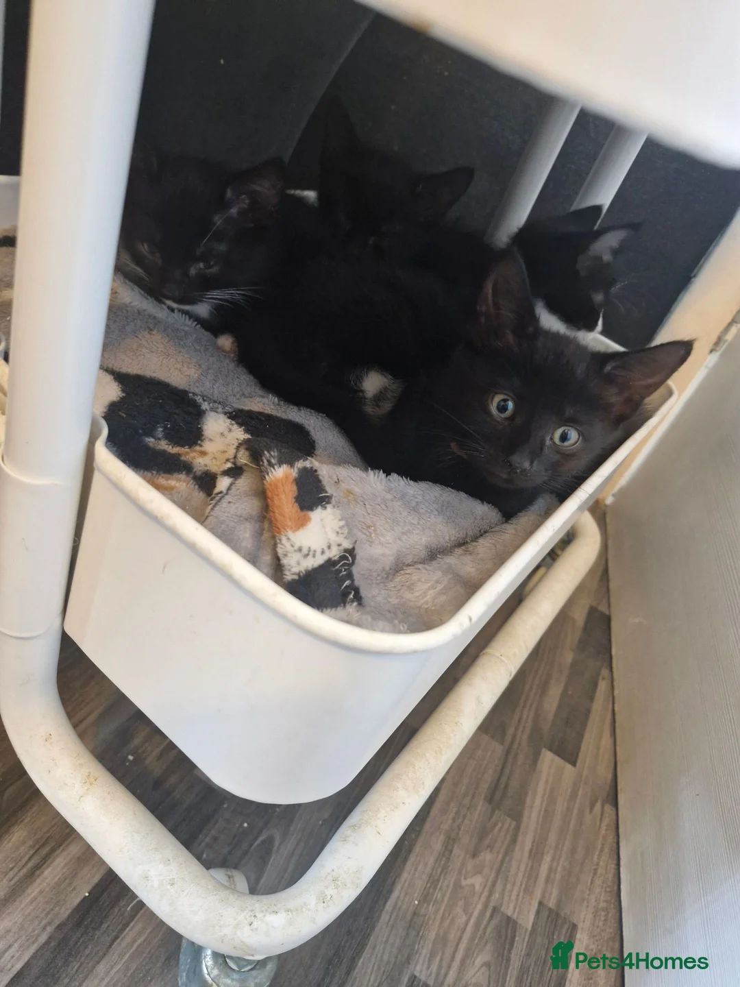 Mixed Breed cats for sale: 5 male 1 female kittens  - Advert 2